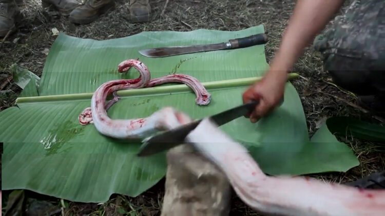 Philippine Marines Conduct Snake Traning