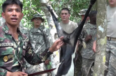 Jungle Survival